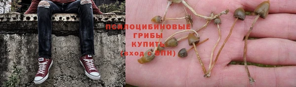 прущие грибы Коряжма