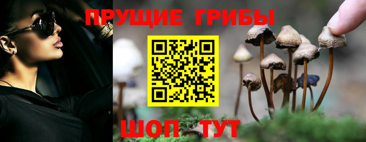 Галлюциногенные грибы Psilocybe  Сунжа 